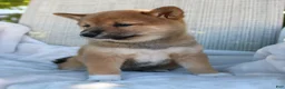 Shiba Inu dogs for sale: Lola - Ad 3