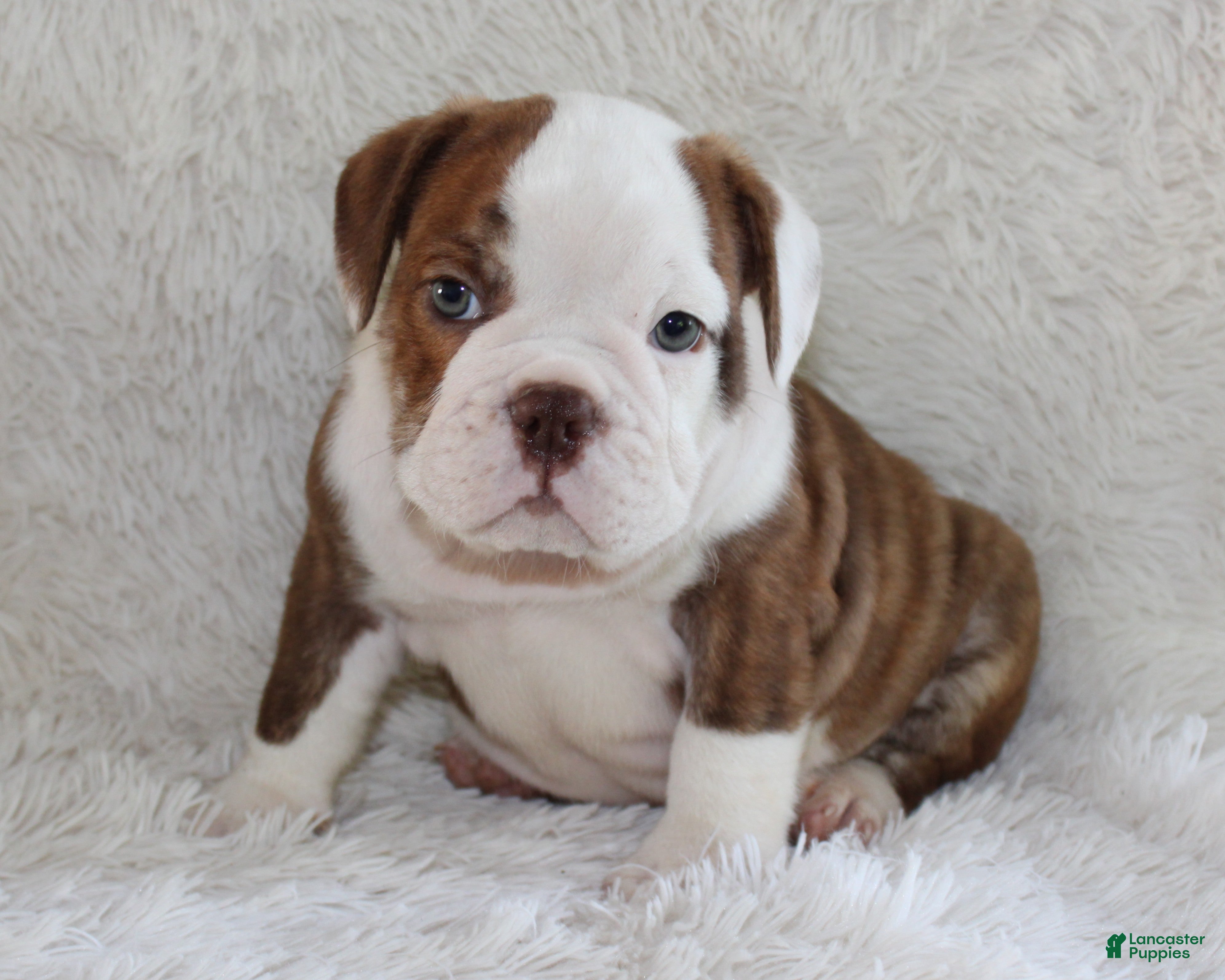 English Bulldog dogs Hudson - Ad 1
