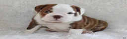 English Bulldog dogs for sale: Hudson - Ad 1