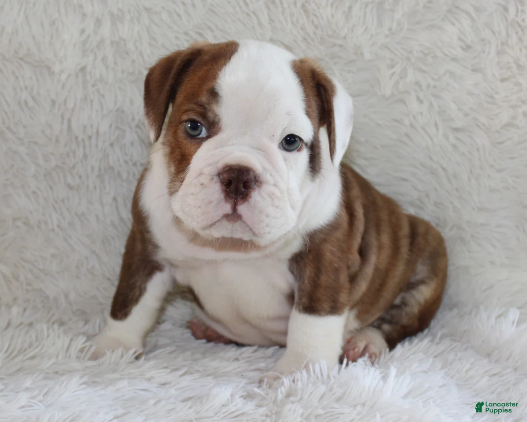 English Bulldog dogs for sale: Hudson - Ad 1