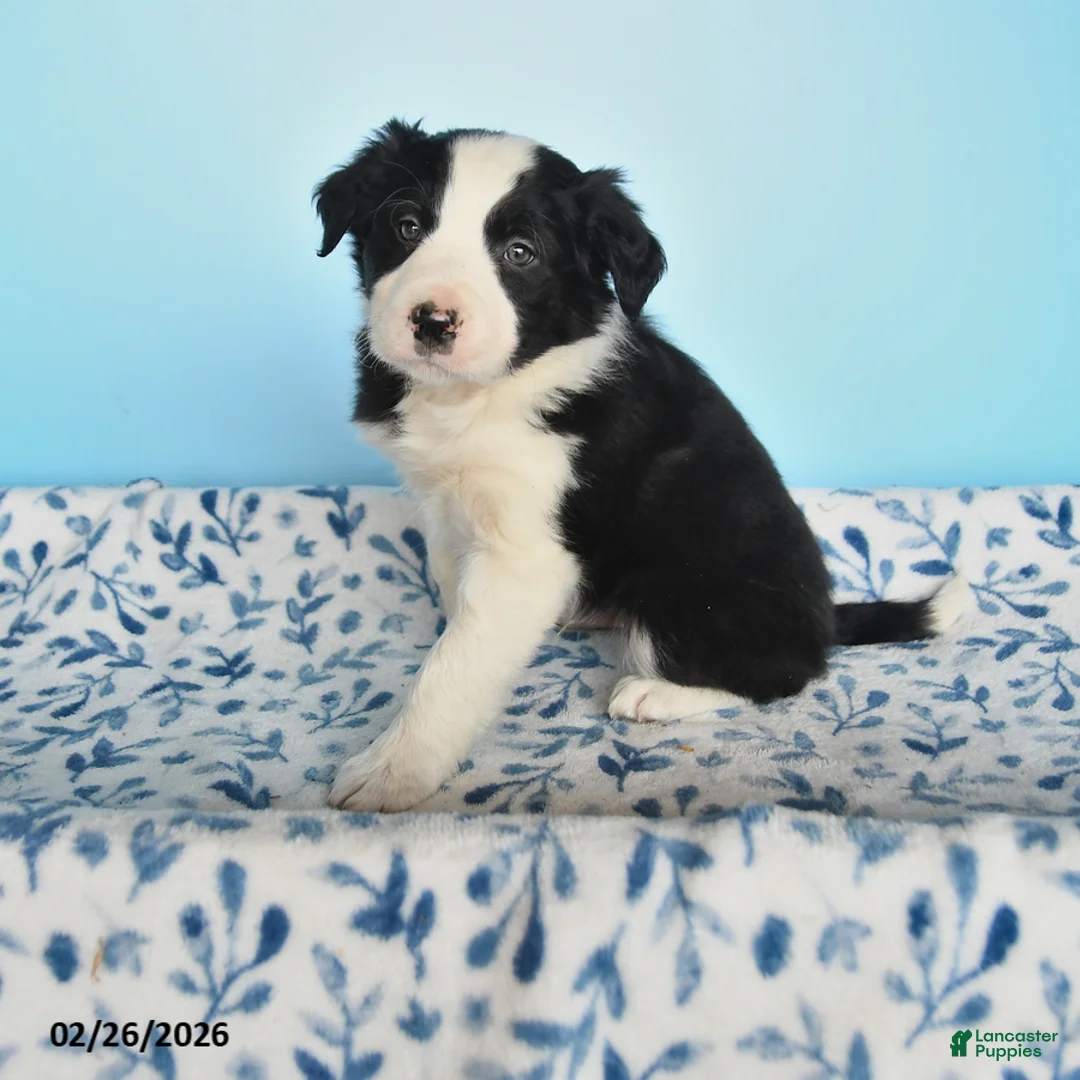 Border Collie dogs for sale: Shep - Ad 1