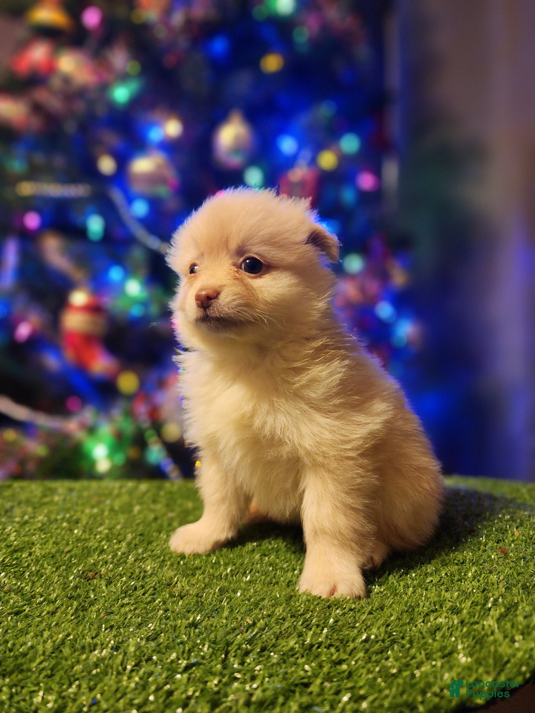 Pomeranian dogs for sale: Toby - Ad 8