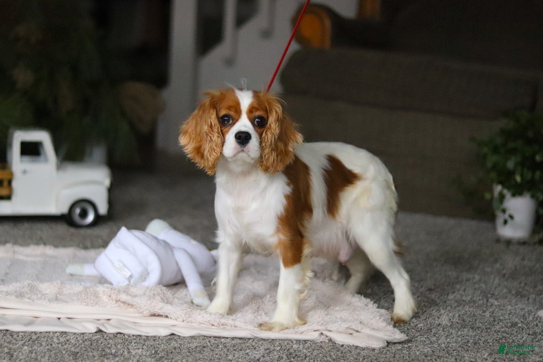Cavalier King Charles Spaniel dogs for sale: Callie - Ad 5