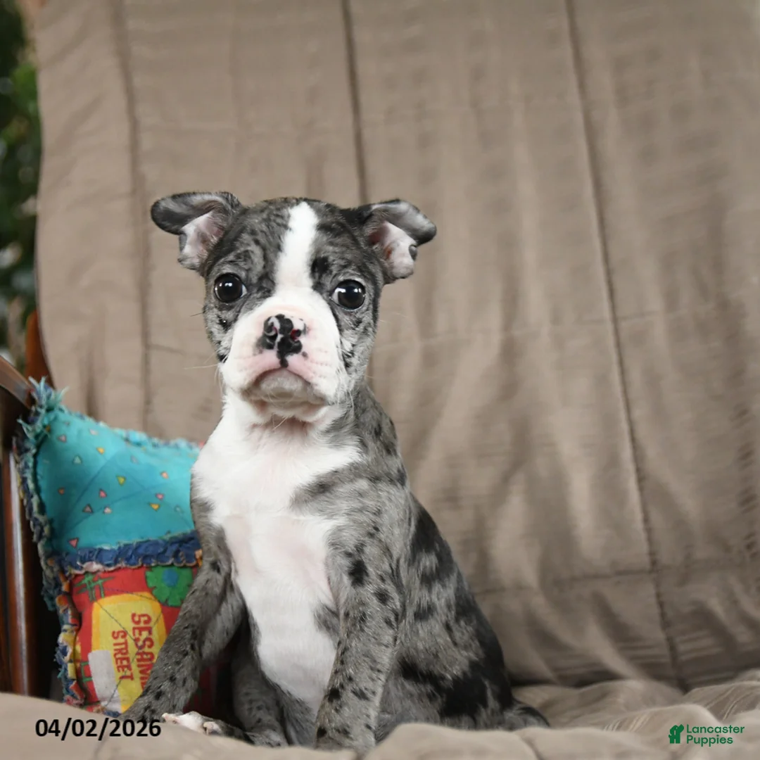 Boston Terrier dogs for sale: Windy - Ad 1