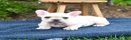 French Bulldog dogs for sale: Flavielle - Ad 3