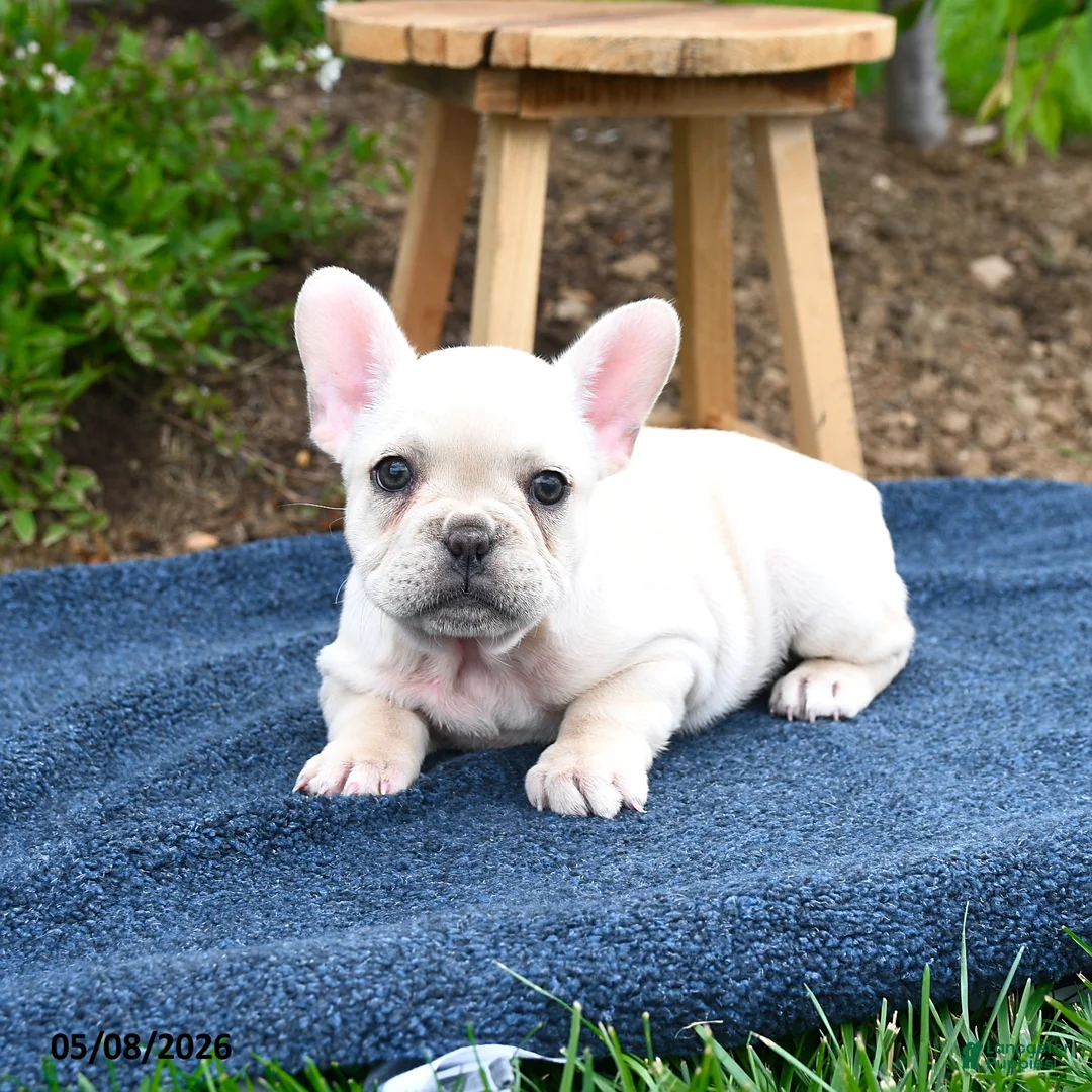 French Bulldog dogs for sale: Flavielle - Ad 3