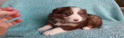 Australian Shepherd dogs for sale: Little Lady - Ad 3
