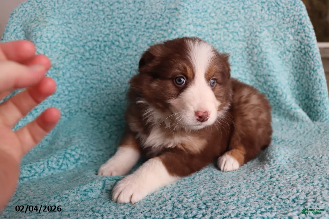 Australian Shepherd dogs for sale: Little Lady - Ad 3