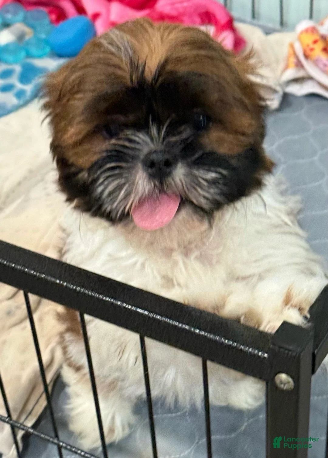 Shih Tzu dogs for sale: Jackie - Ad 1