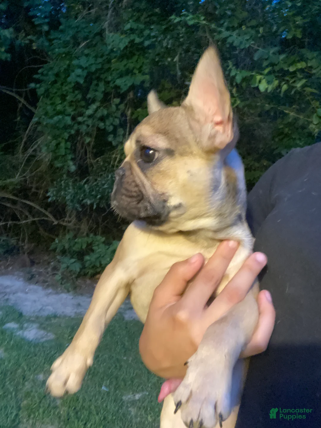 French Bulldog dogs for sale: Duke - Ad 1