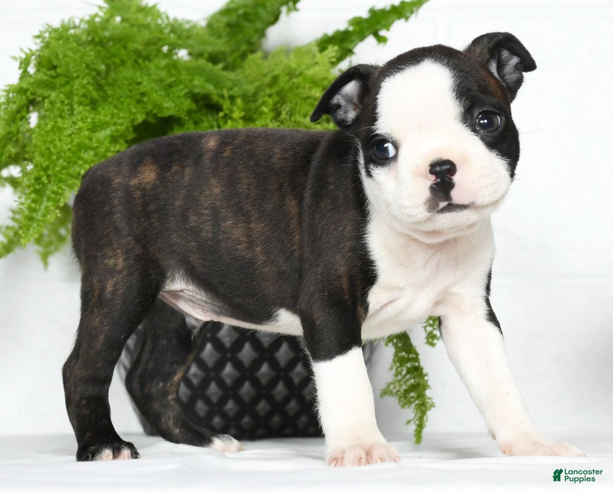 Terrier mini Boston Terrier Puppies for sale Lancaster Puppies