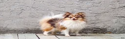 Pomeranian dogs for sale: Theresa - Ad 7