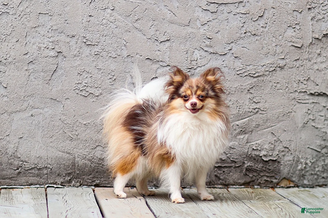 Pomeranian dogs for sale: Tiffany - Ad 8