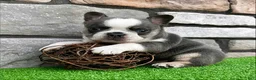 French Bulldog dogs for sale: Dozer - Ad 5