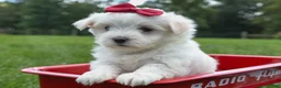 Maltese dogs for sale: MURPHY - Ad 17