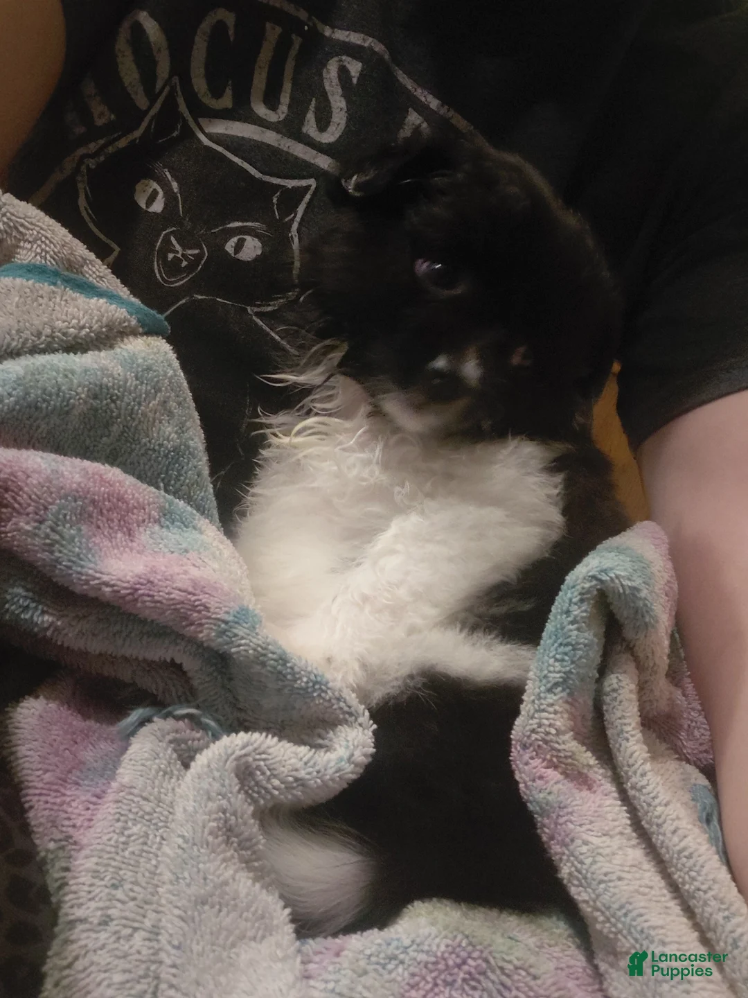Pomeranian dogs for sale: Pomeranian 1 - Ad 1