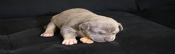 American Bully dogs for sale: Mr.Vegas - Ad 13