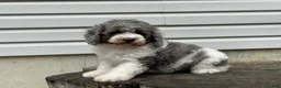 Miniature Poodle dogs for sale: Denzel Miniature Poodle  - Ad 5