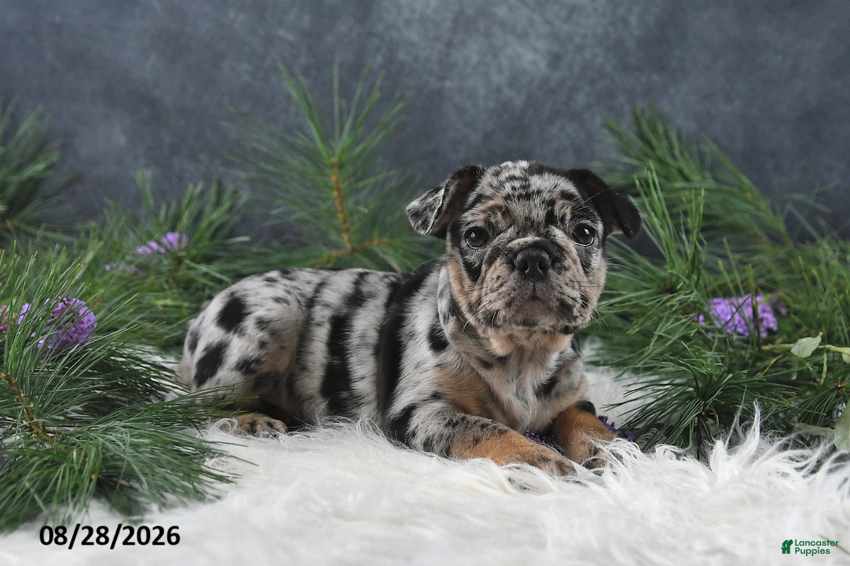 Frenchton dogs Megan - Ad 2
