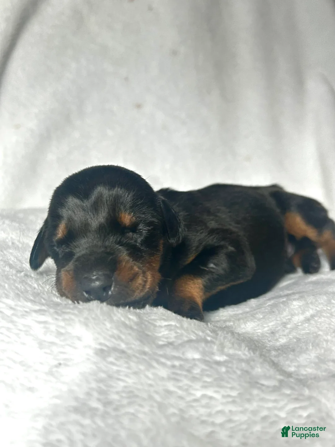 Doberman Pinscher dogs for sale: Doberman Pinscher Puppy 1 - Ad 2