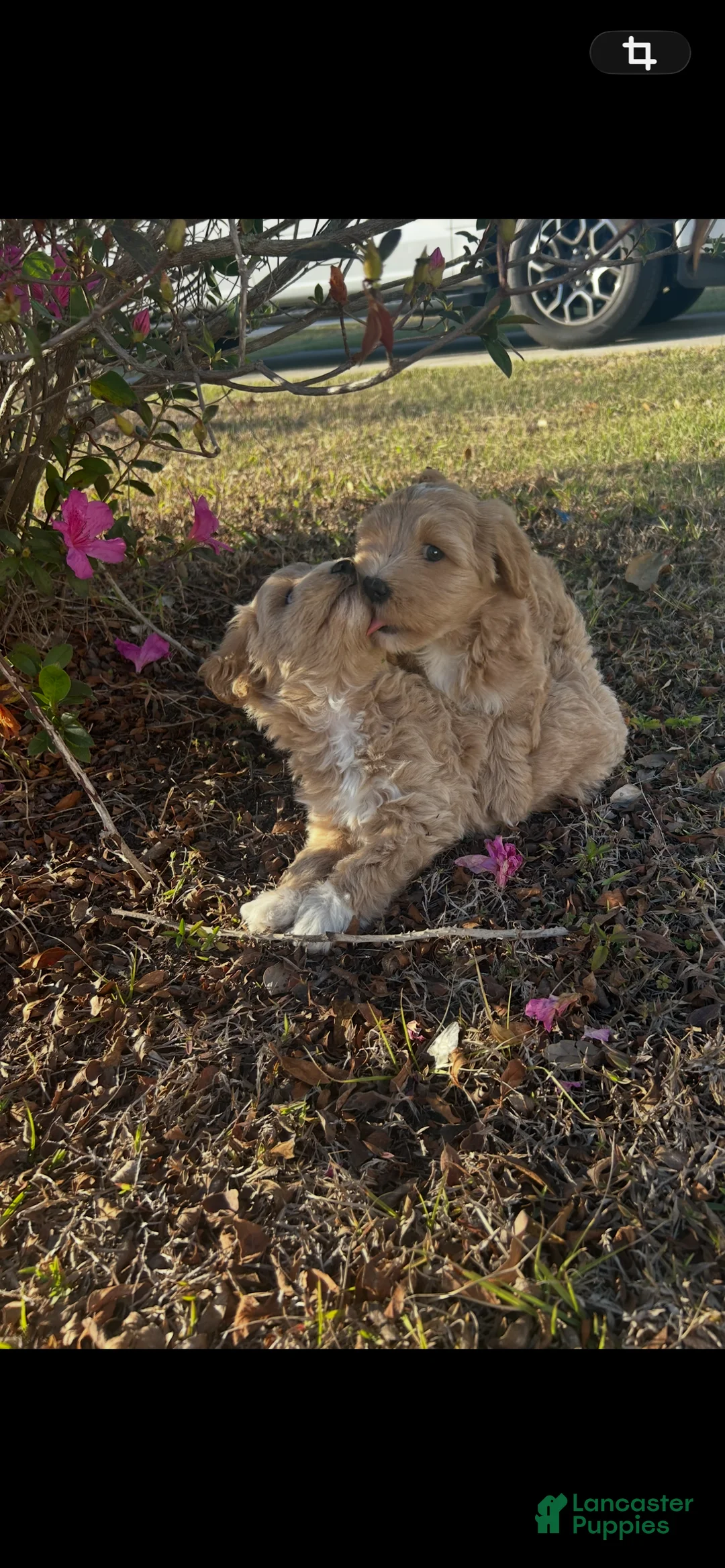 Mixed Breed dogs for sale: Mixed Breed Puppy 3 - Ad 2