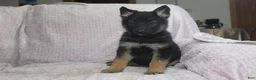German Shepherd dogs for sale: Blaire - Ad 5