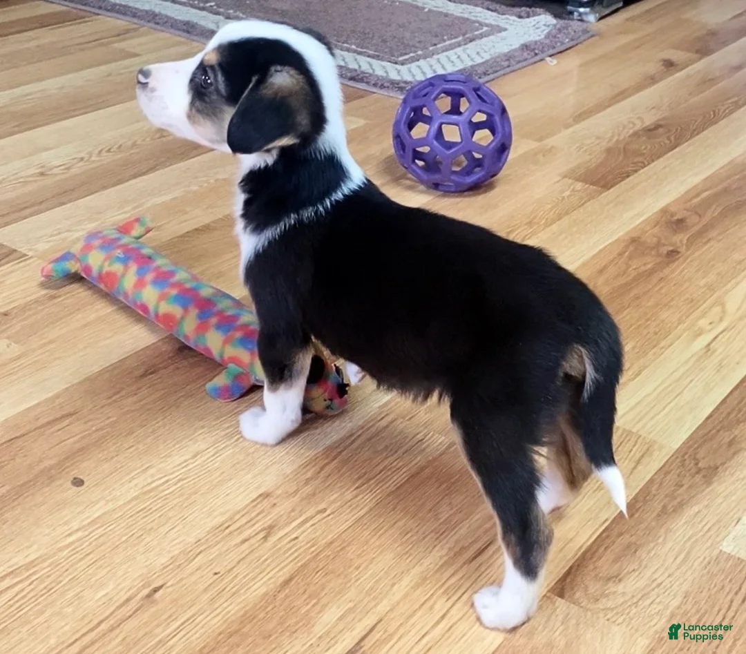 Mixed Breed dogs for sale: Petey - Ad 2