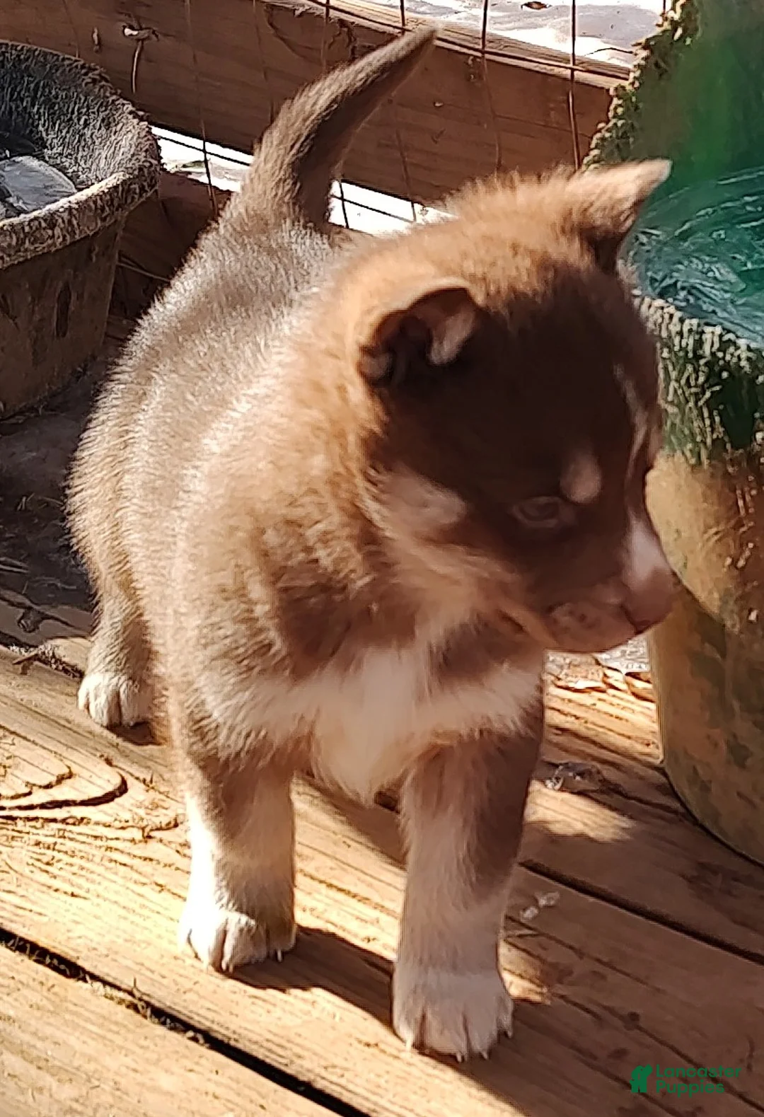 Siberian Husky dogs for sale: Siberian Husky Puppy 3 - Ad 7