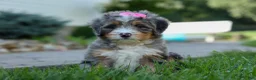 Mini Bernedoodle dogs for sale: 🐾 Primrose 🐾 - Ad 3