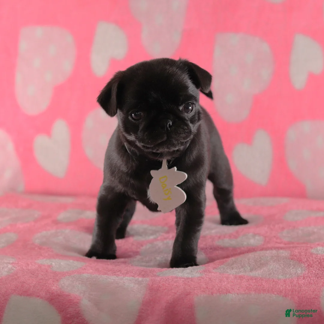 Pug dogs for sale: Daisy - Ad 4