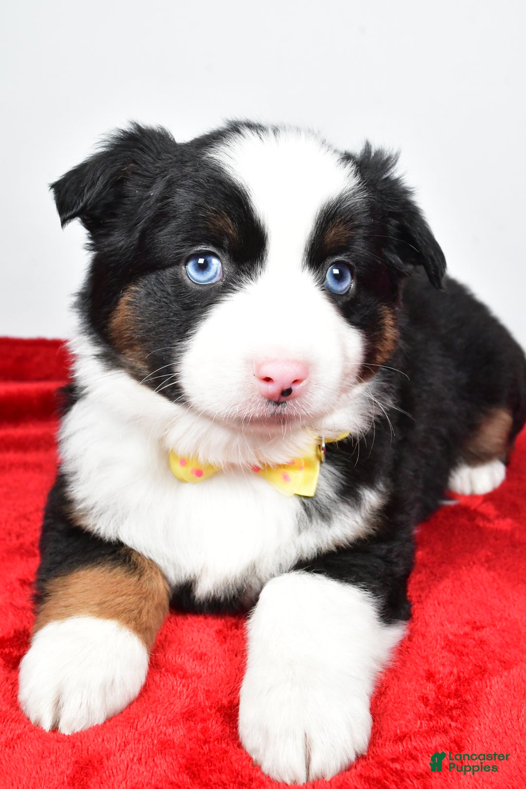 Miniature Australian Shepherd dogs for sale: Rick - Ad 6