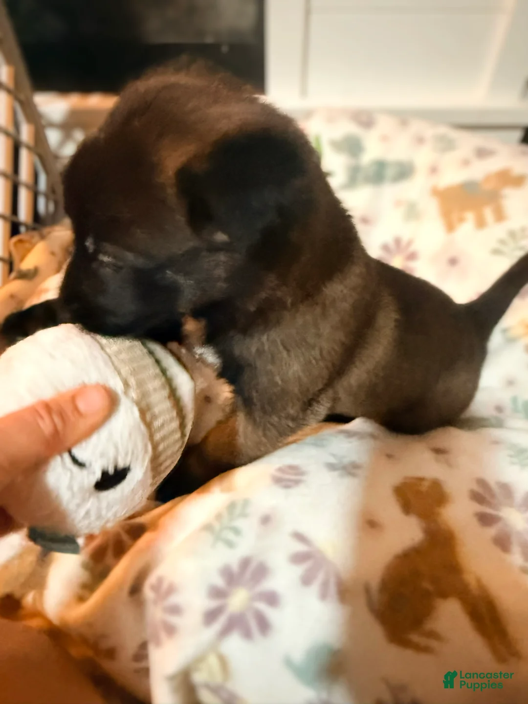 Belgian Malinois dogs for sale: Belgian Malinois - Green Collar - Ad 2