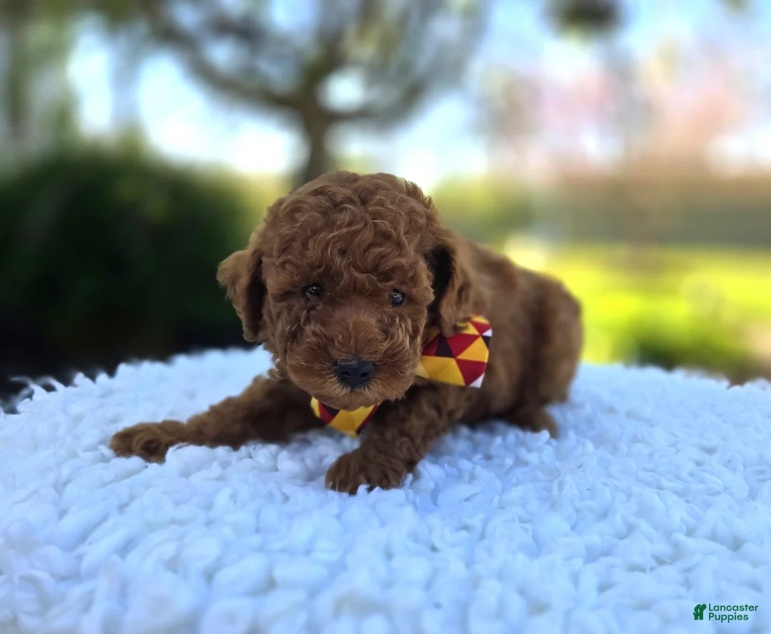 Toy Poodle dogs for sale: Jimmer - Ad 6