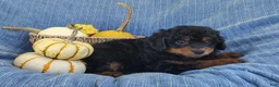 Mixed Breed dogs for sale: Smokey  - Ad 3