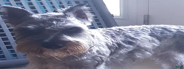 Mochi