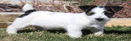 Jack Russell Terrier dogs for sale: Warren shorty male with wide white blaze - Ad 3