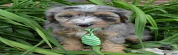 Mini Aussiedoodle dogs for sale: Mini Asher - Ad 16