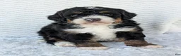 Mini Bernedoodle dogs for sale: Mini Nemo  - Ad 3