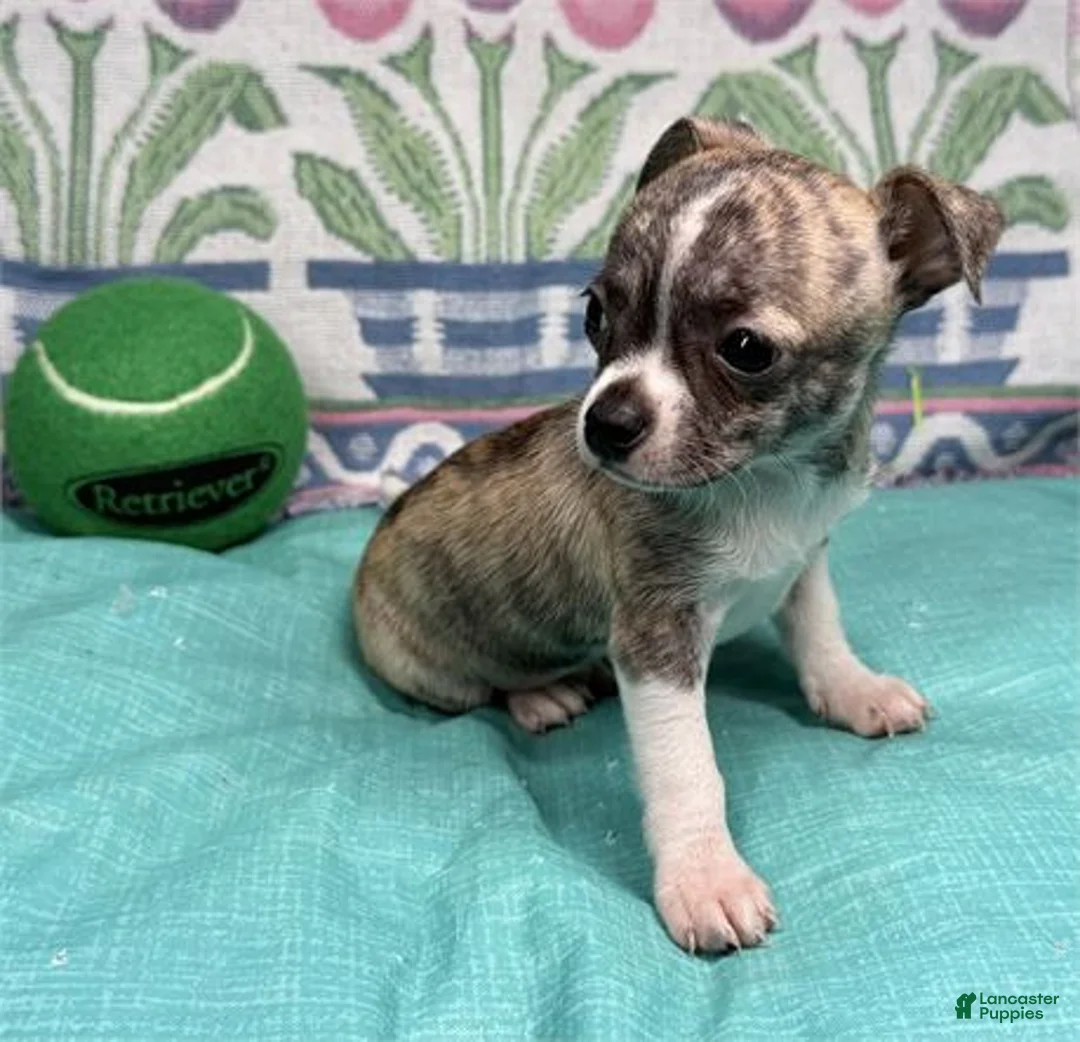 Chihuahua dogs for sale: Chihuahua Puppy 1 - Ad 1