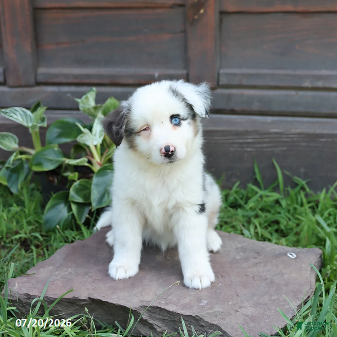 Australian Shepherd dogs for sale: Maddie - Ad 1