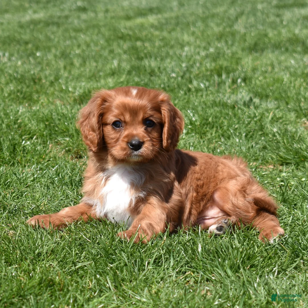 Cavalier King Charles Spaniel dogs for sale: Rookie  - Ad 1
