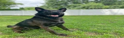 German Shepherd dogs for sale: RiRi - Ad 11