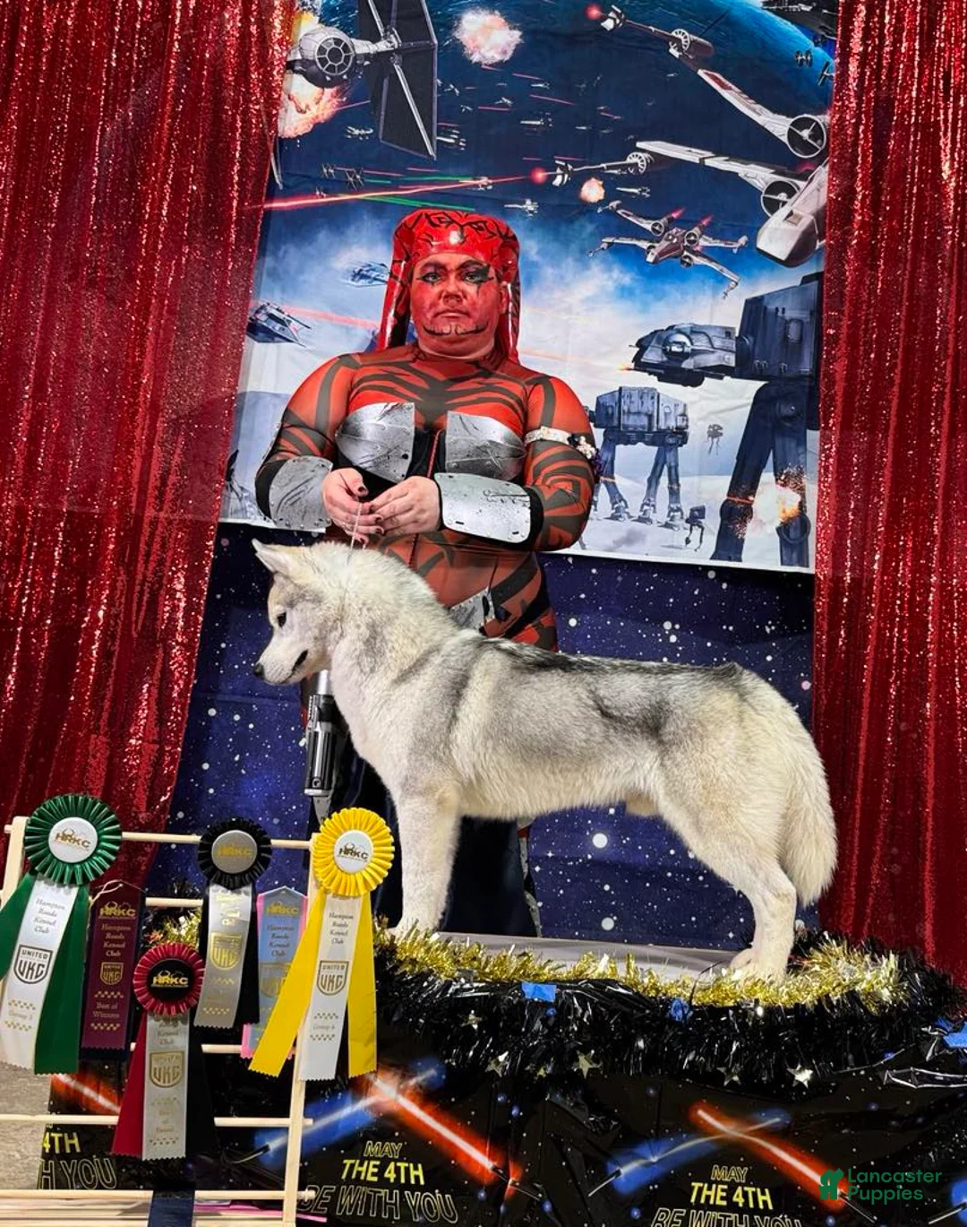 Siberian Husky dogs for stud: UKC Champion  - Ad 3