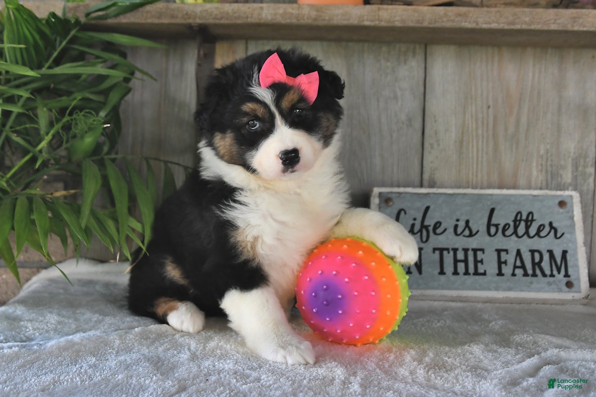 Australian Shepherd dogs Dolly - Ad 1