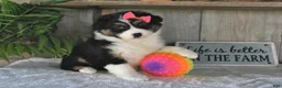 Australian Shepherd dogs for sale: Dolly - Ad 1
