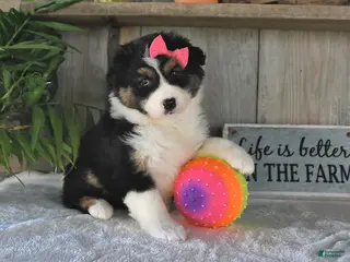 Australian Shepherd dogs for sale: Dolly - Ad 4