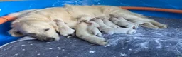 Golden Retriever dogs for sale: AKC Cream Golden Retriever Male Fifth Pick - Ad 6