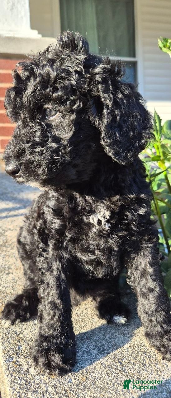 Goldendoodle dogs Milo - Ad 2
