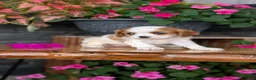 Cavalier King Charles Spaniel dogs for sale: Lady - Ad 4