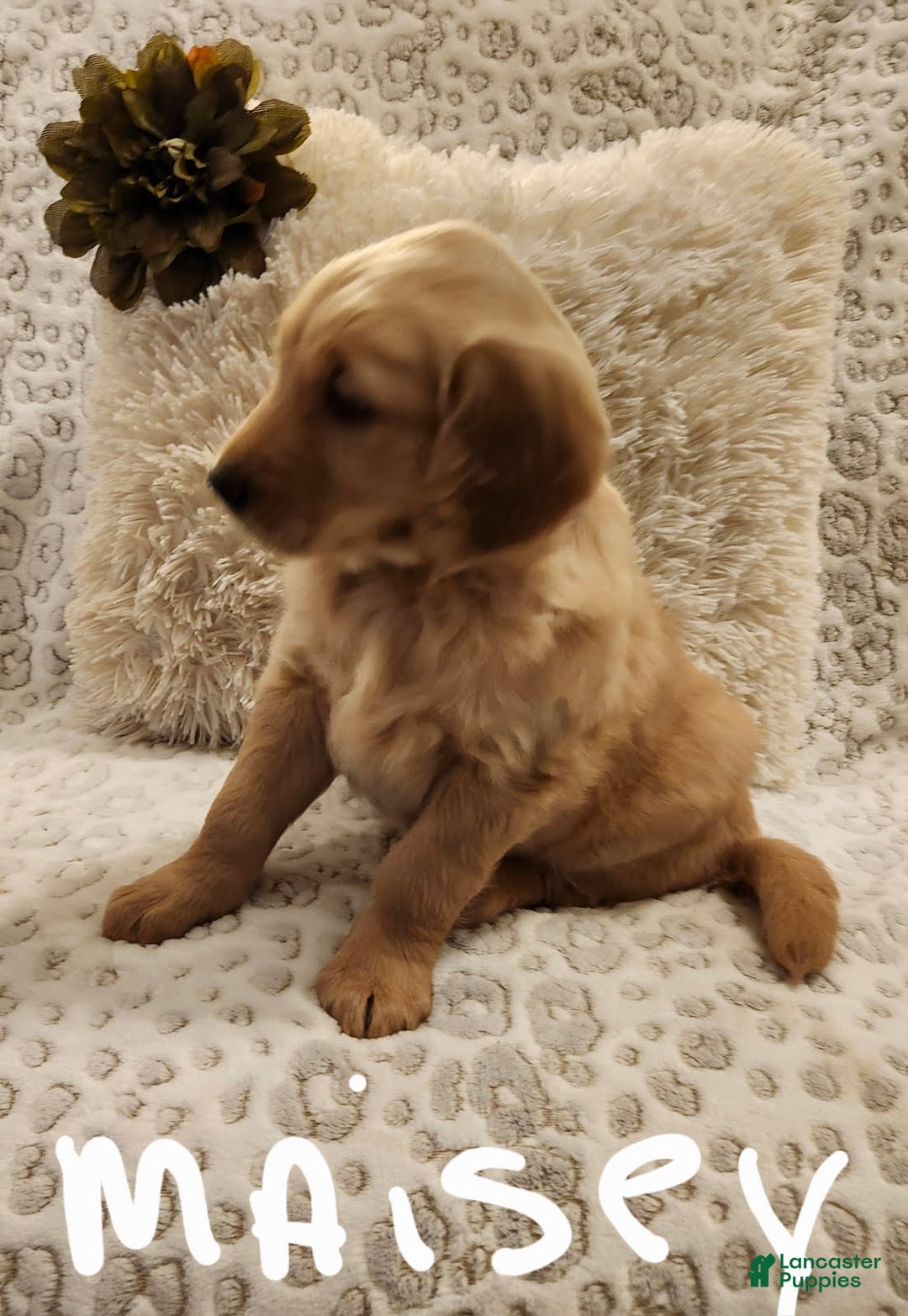 Golden Retriever dogs for sale: Golden Retriever Puppy Maisey  - Ad 2
